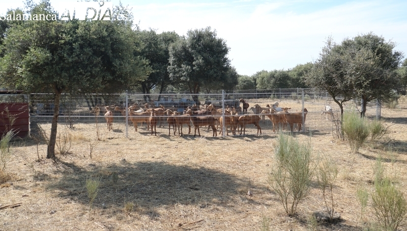 Este grupo de cabras machorras permanece en una parcela delimitada por un pastor eléctrico, pudiéndose observar la ausencia casi total de escobas / CORRAL 