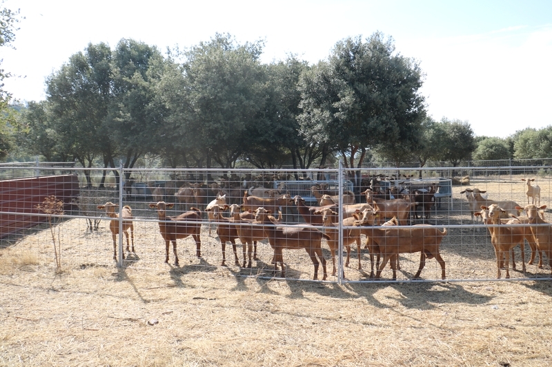 Este grupo de cabras machorras permanece en una parcela delimitada por un pastor eléctrico, pudiéndose observar la ausencia casi total de escobas / CORRAL 