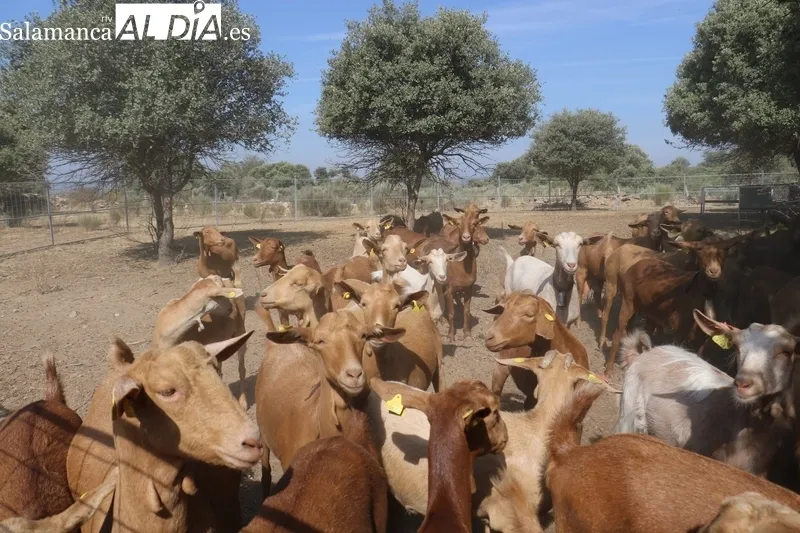 Este grupo de cabras machorras permanece en una parcela delimitada por un pastor eléctrico, pudiéndose observar la ausencia casi total de escobas / CORRAL 