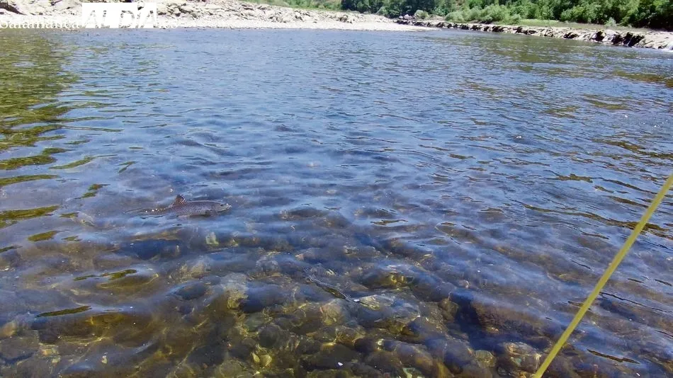 Barbos a ninfa en el Duero fronterizo / CORRAL