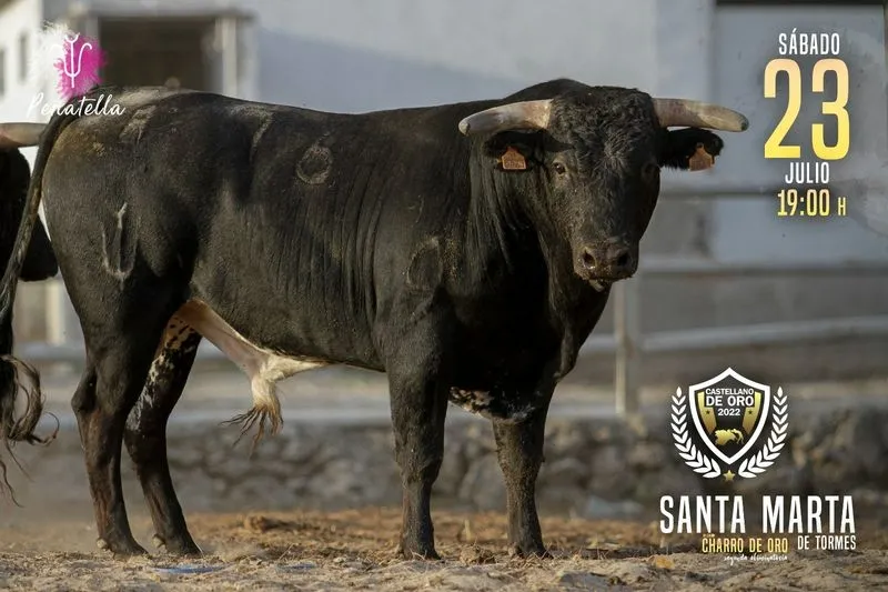 Foto 3 - Estos son los toros que participar&aacute;n en el concurso de recortadores por el 'Charro de Oro'