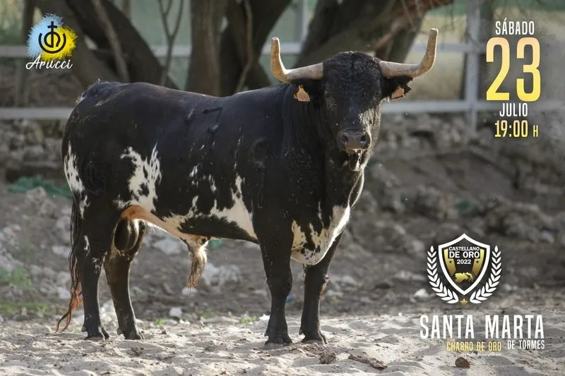 Foto 2 - Estos son los toros que participar&aacute;n en el concurso de recortadores por el 'Charro de Oro'
