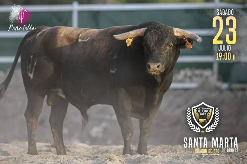 Foto 4 - Estos son los toros que participar&aacute;n en el concurso de recortadores por el 'Charro de Oro'