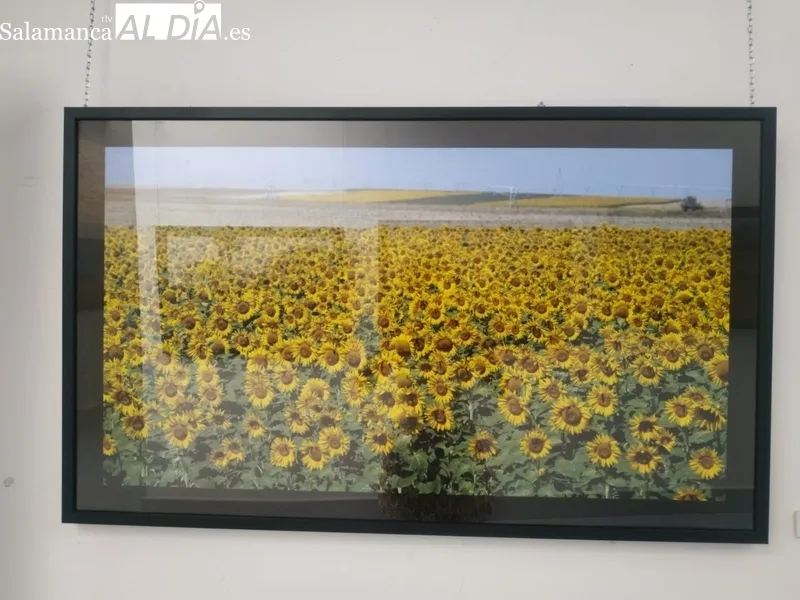 Exposición 'Llanuras de Salamanca', de David Arranz, en el edificio San Nicolás / CORRAL