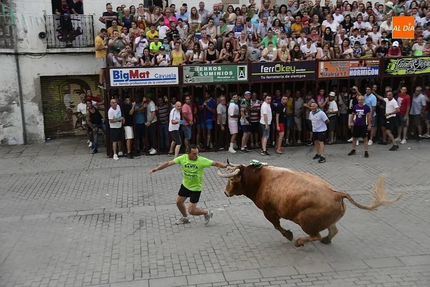 toro en Moraleja- fiestas san buenaventura moraleja