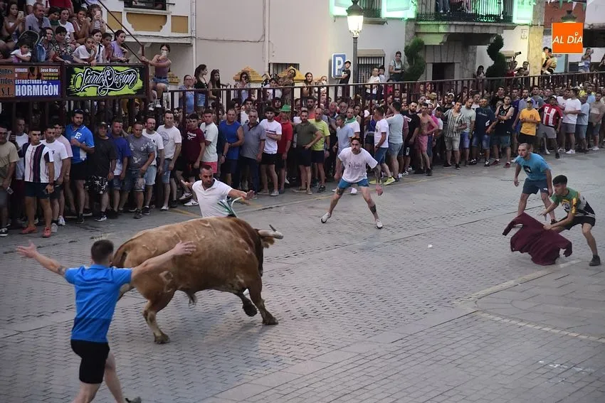 toro en Moraleja- fiestas san buenaventura moraleja