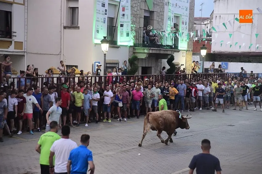 toro en Moraleja- fiestas san buenaventura moraleja