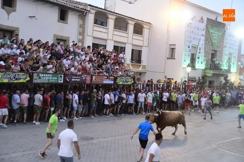 toro en Moraleja- fiestas san buenaventura moraleja