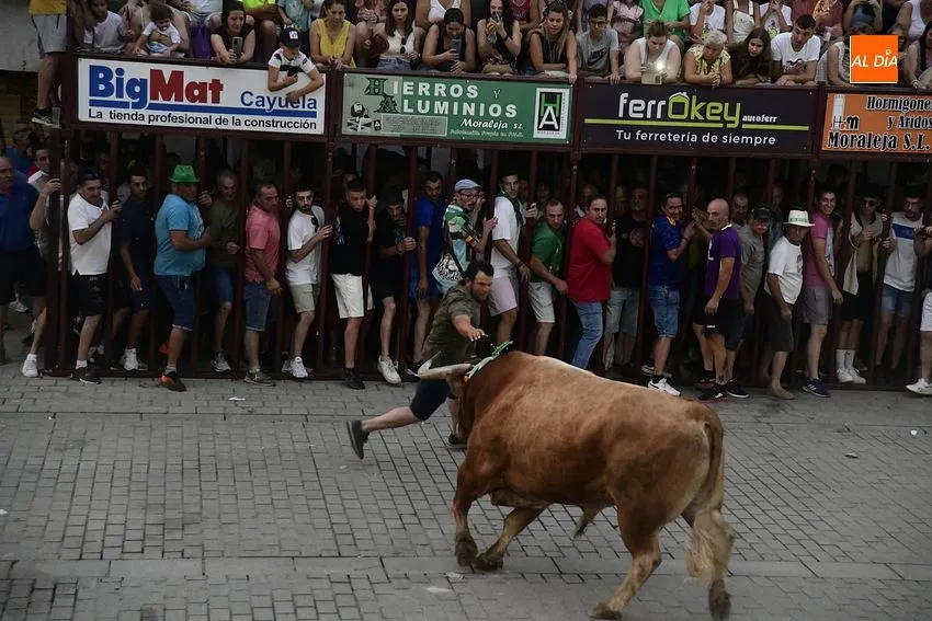 toro en Moraleja- fiestas san buenaventura moraleja