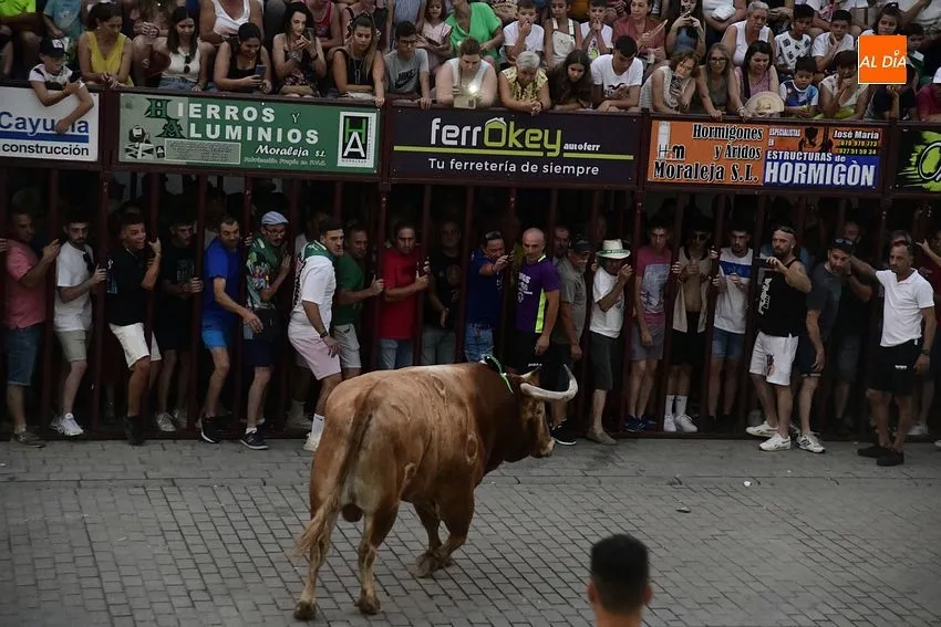 toro en Moraleja- fiestas san buenaventura moraleja