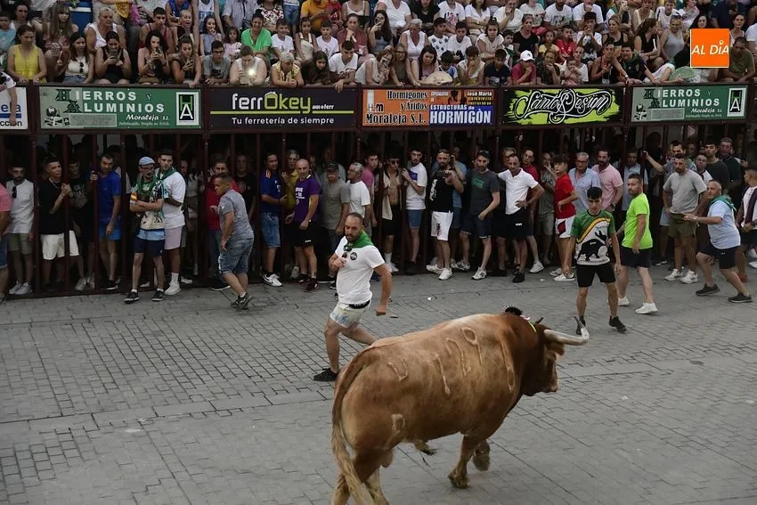 toro en Moraleja- fiestas san buenaventura moraleja