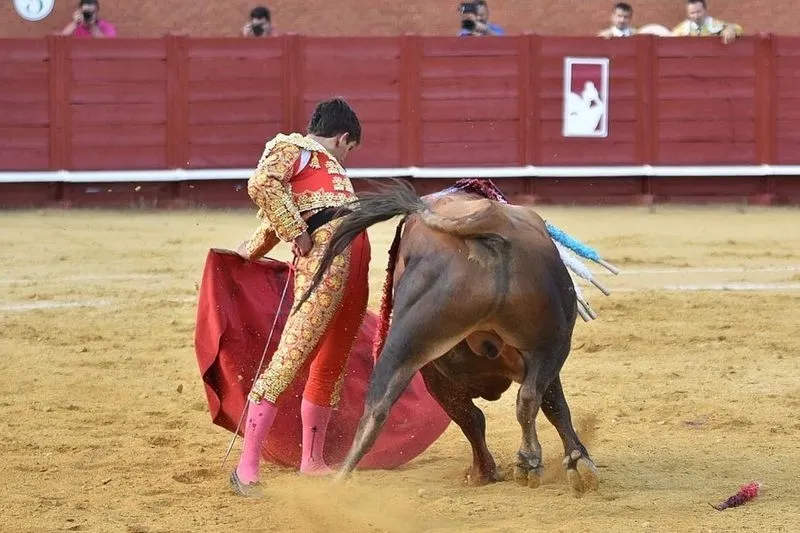 Actuaciones de Ismael Martín y Jesús de la Calzada. Fotos: @CircuitoNovilladasCyL  