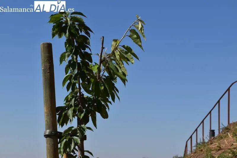 Imágenes del parque en las laderas del Cerro de San Vicente