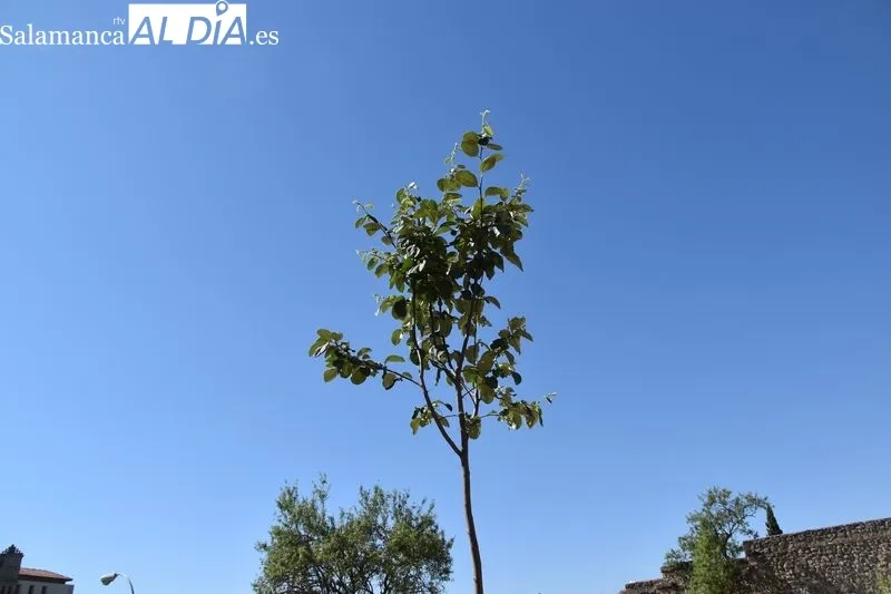 Imágenes del parque en las laderas del Cerro de San Vicente