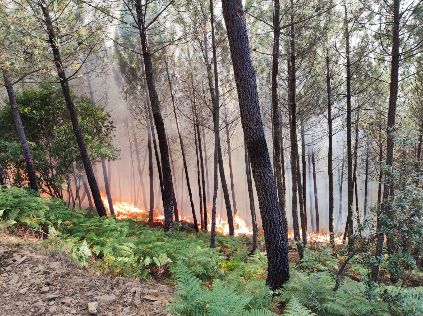 Incendio forestal en la Sierra de Francia. Foto de @Jero_Hinojosa