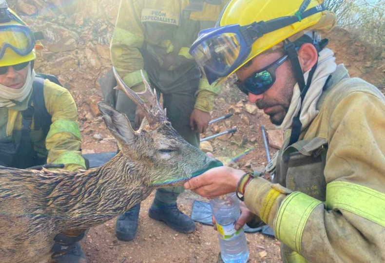 Uno de los bomberos dando agua al corzo | Foto: @INFOCYL