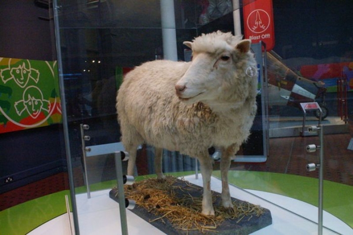 26 años de la oveja Dolly, el primer mamífero clonado 