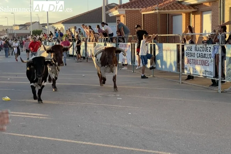 Foto 5 - Carreras y expectaci&oacute;n para recibir al Toro de Caj&oacute;n en Macotera