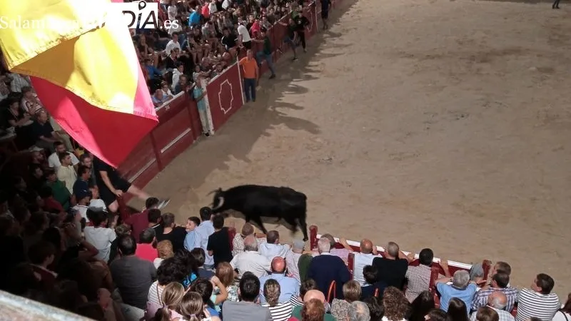 Los dos novillos fueron capeados en la plaza y en la calles del recorrido del encierro