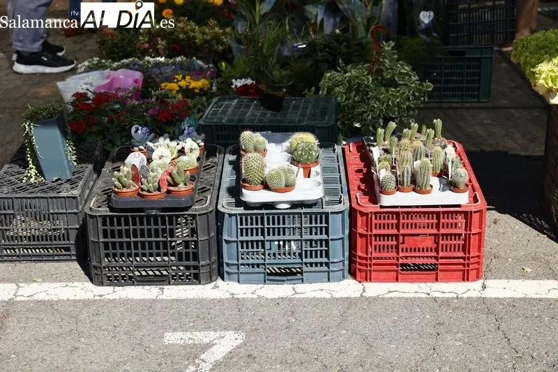Imágenes del Rastro de La Aldehuela esta mañana de domingo