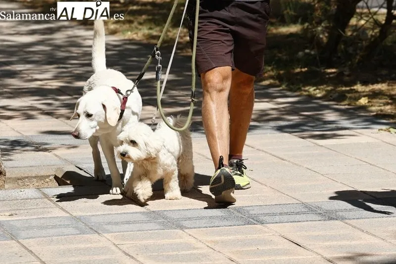 Paseantes y deportistas, esta mañana de domingo en La Aldehuela