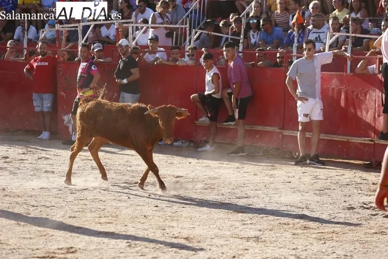 Gran ambiente en la plaza de toros de Carbajosa