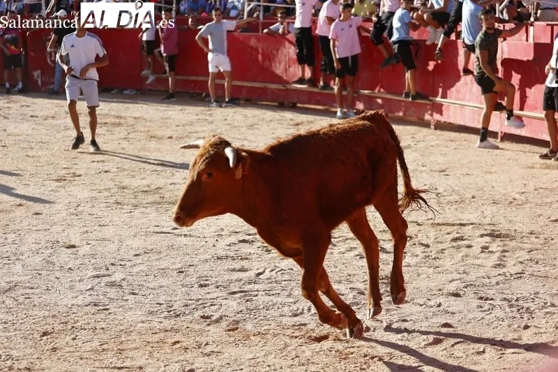 Gran ambiente en la plaza de toros de Carbajosa