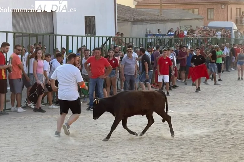 Cientos de aficionados disfrutaban con el V Toro de Cajòn en Poveda de las Cintas