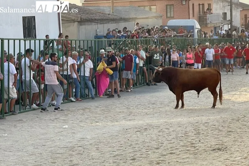 Cientos de aficionados disfrutaban con el V Toro de Cajòn en Poveda de las Cintas