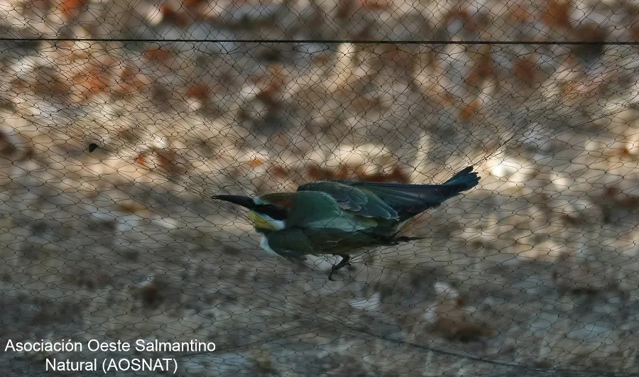 Foto 6 - AOSNAT anilla un centenar de aves en Martiago para realizarles un seguimiento