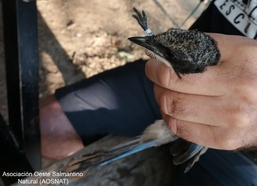 Foto 5 - AOSNAT anilla un centenar de aves en Martiago para realizarles un seguimiento