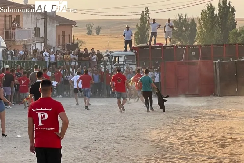 Cientos de aficionados disfrutaban con el V Toro de Cajòn en Poveda de las Cintas