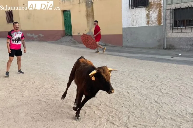 Cientos de aficionados disfrutaban con el V Toro de Cajòn en Poveda de las Cintas