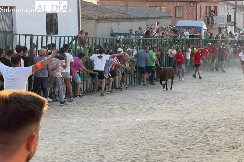 Cientos de aficionados disfrutaban con el V Toro de Cajòn en Poveda de las Cintas