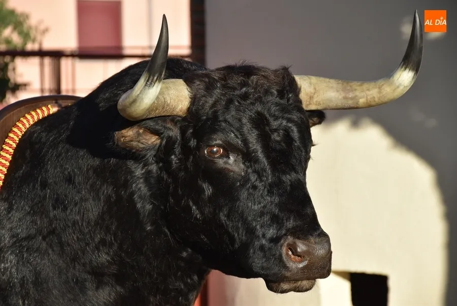 Foto 3 - Carnavaldeltoro.es entrega la cabeza de &lsquo;Precioso&rsquo; a Aiuri S&aacute;nchez