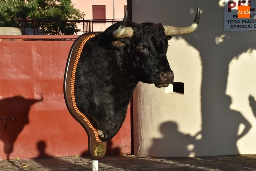 Foto 2 - Carnavaldeltoro.es entrega la cabeza de &lsquo;Precioso&rsquo; a Aiuri S&aacute;nchez
