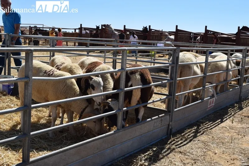Foto 6 - Alimentaci&oacute;n, agricultura, artesan&iacute;a y maquinaria se dan cita en la VI Feria Agroalimentaria&nbsp;de Galinduste