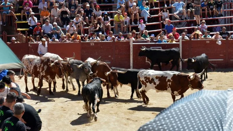 Foto 11 - Complicado encierro de los novillos de Galache en el tercer festejo de Lumbrales