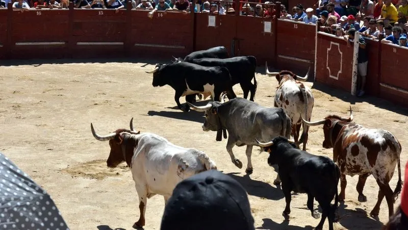 Foto 10 - Complicado encierro de los novillos de Galache en el tercer festejo de Lumbrales