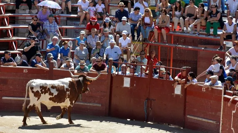 Foto 9 - Complicado encierro de los novillos de Galache en el tercer festejo de Lumbrales