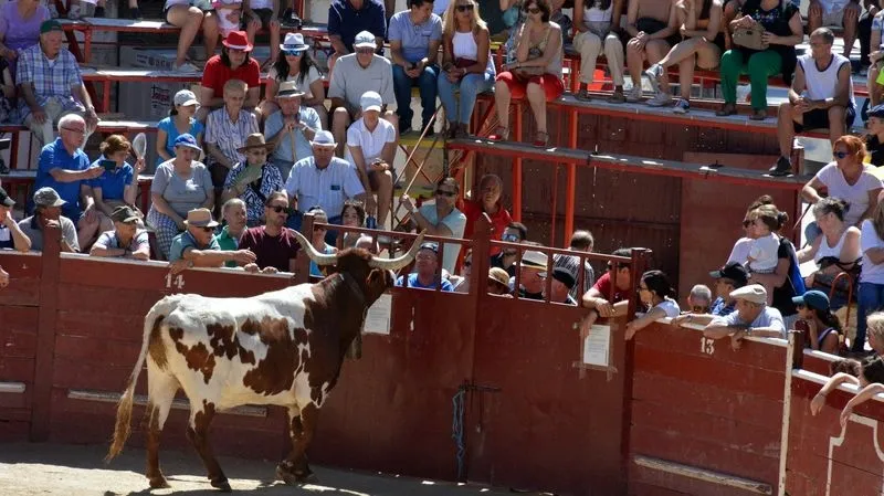 Foto 8 - Complicado encierro de los novillos de Galache en el tercer festejo de Lumbrales