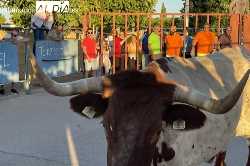 Foto 10 - Carreras y expectaci&oacute;n para recibir al Toro de Caj&oacute;n en Macotera