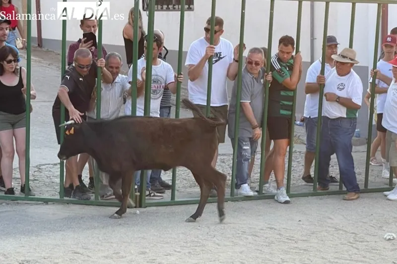 Cientos de aficionados disfrutaban con el V Toro de Cajòn en Poveda de las Cintas