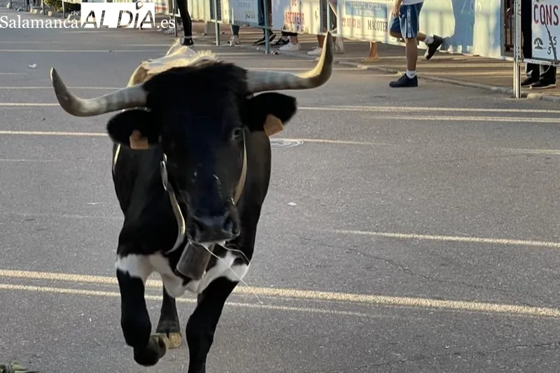 Foto 11 - Carreras y expectaci&oacute;n para recibir al Toro de Caj&oacute;n en Macotera