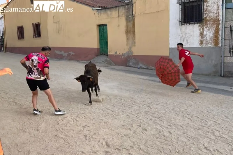 Cientos de aficionados disfrutaban con el V Toro de Cajòn en Poveda de las Cintas