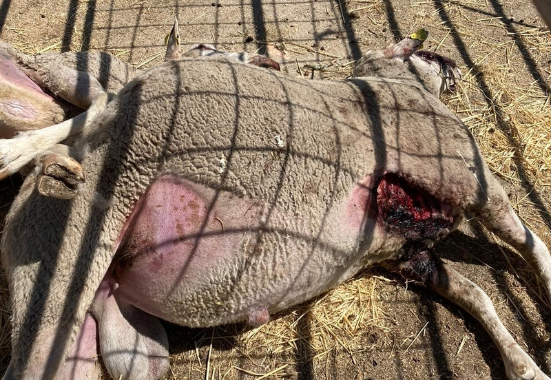Cinco ovejas muertas en un nuevo ataque de lobo registrado en Gejo de los Reyes   
