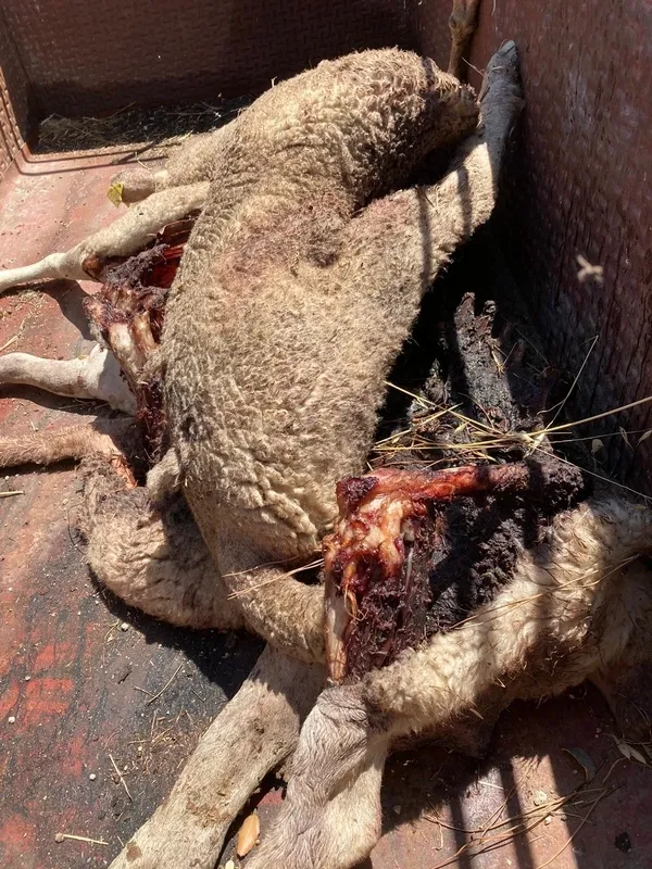 Cinco ovejas muertas en un nuevo ataque de lobo registrado en Gejo de los Reyes   