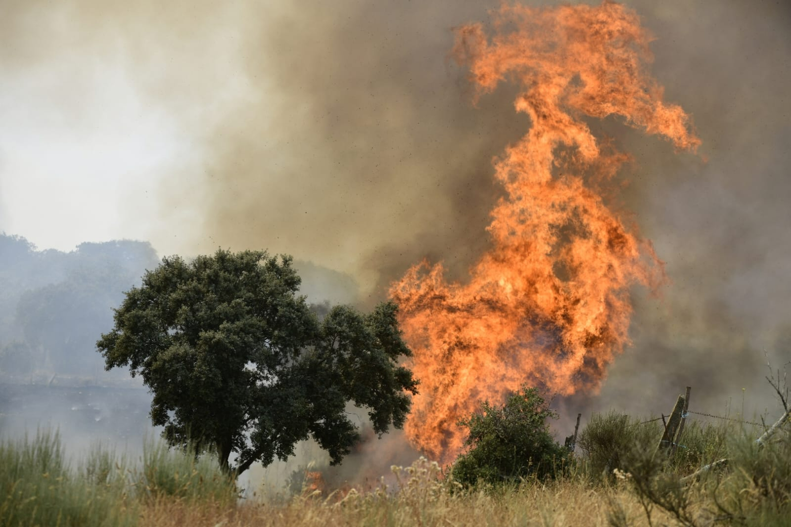 Foto 1 - Casi 5.000 hectáreas de superficie arbolada se vieron afectadas por el incendio de Monsagro