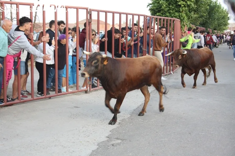 Macotera vivía un multitudinario primer encierro de San Roque