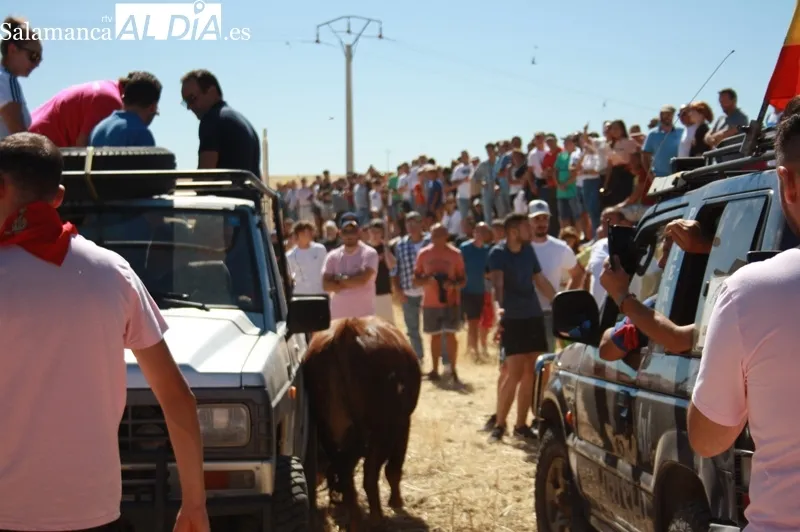 Macotera celebraba este viernes su XX encierro a caballo